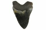 Bargain, Megalodon Tooth - North Carolina #76304-2